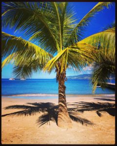 The Anse-à-l'Ane in Martinique is a beautiful palm-lined beach