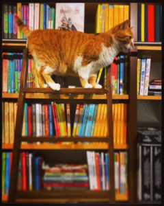 A cat and many books can certainly make me happy