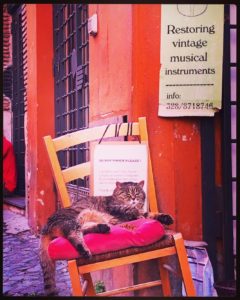 A cat in Trastevere, Rome