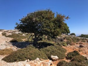 A maple tree in Anemoessa, Skyros