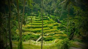 Tegalalang rice terraces