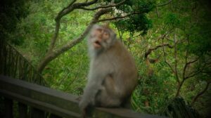 A monkey at the Monkey Forest in Ubud