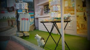 A cat in Busan