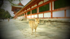 A deer in front of Tōdai-ji