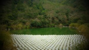 Kusama’s Narcissus Garden