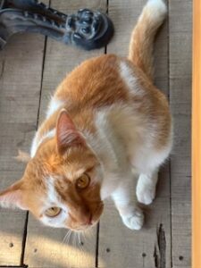 One of Marlin Café’s resident cats
