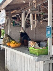 A cat in Gili Air